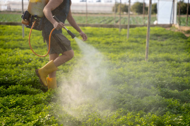 Pest Control for Restaurants in Banning, CA
