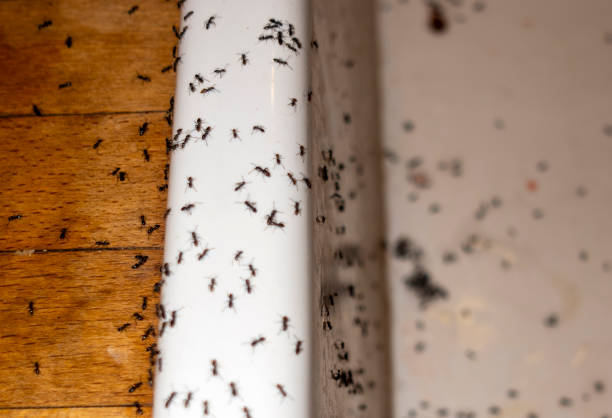 Best Mosquito Control Services  in Banning, CA