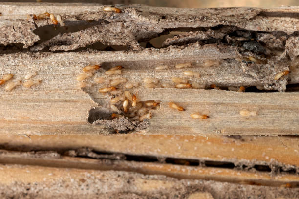Best Pest Control Treatment  in Banning, CA
